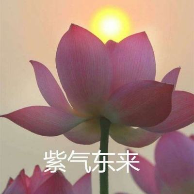 觅长生游戏(暂未上线)v1.0 安卓版